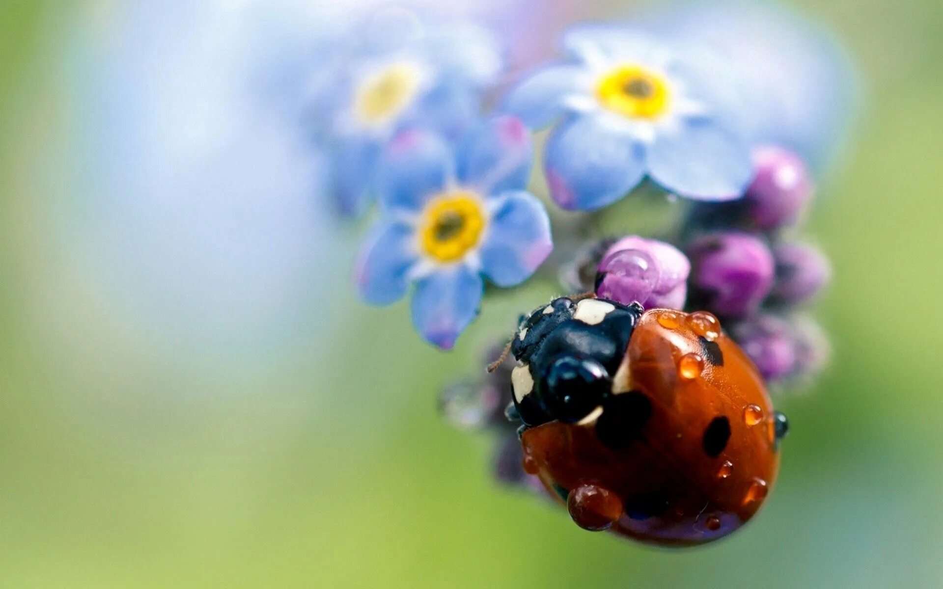 Позитивные картинки на заставку Download wallpaper 1920x1200 ladybug, flowers, small, field hd background