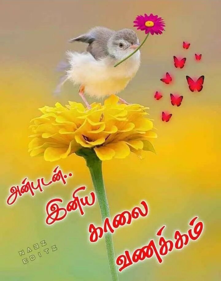 Позитивные картинки прекрасного дня Pin by Santhi on இனிய காலை வணக்கம் Good morning animation, Good morning beautifu