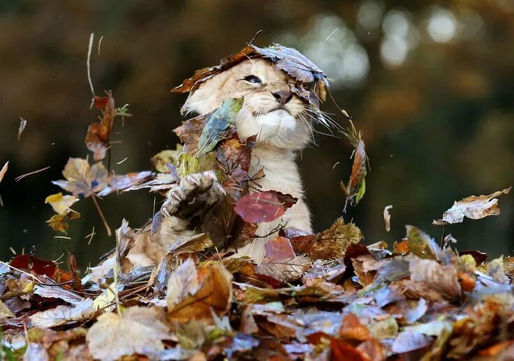 Позитивные картинки про осень Lion Cub Loves Playing In Autumn Leaves More Than Anything In The World Animals 