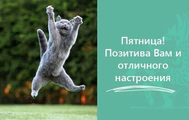 Позитивные картинки с пятницей для поднятия настроения С добрым утром! Все ждали пятницу, вот она и пришла. Ураааа! Завтра выходные, по