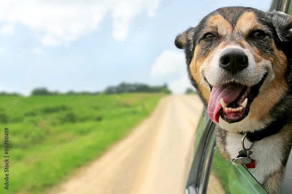 Позитивные картинки с собаками German Shepherd Dog Sticking Head Out Driving Car Window фотография Stock Adobe 