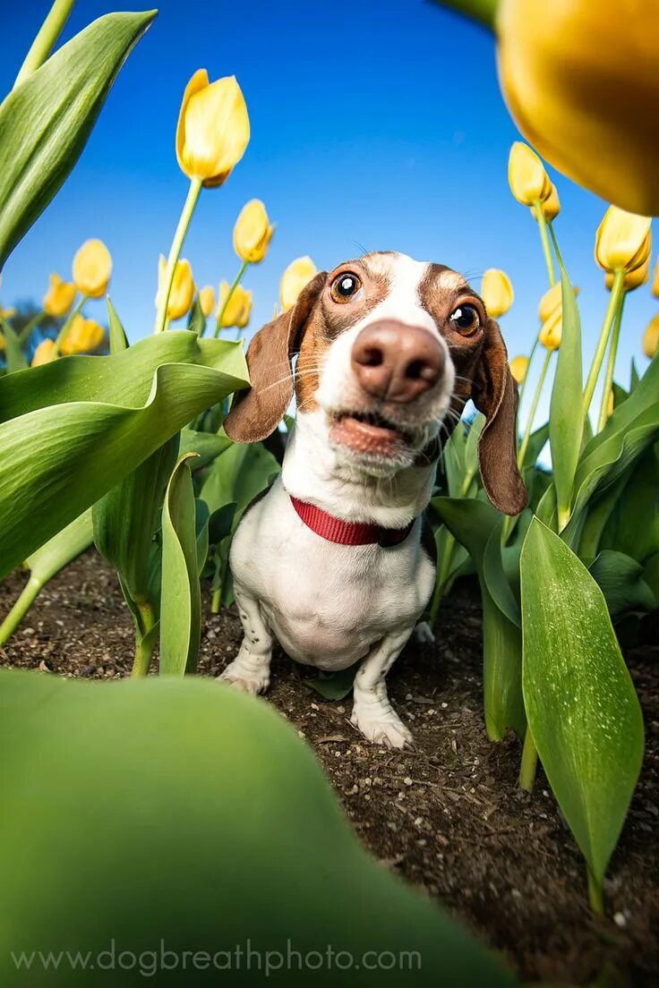 Позитивные картинки с собаками Creative dog photography by Kaylee Greer - Album on Imgur Dog photograph, Cute d