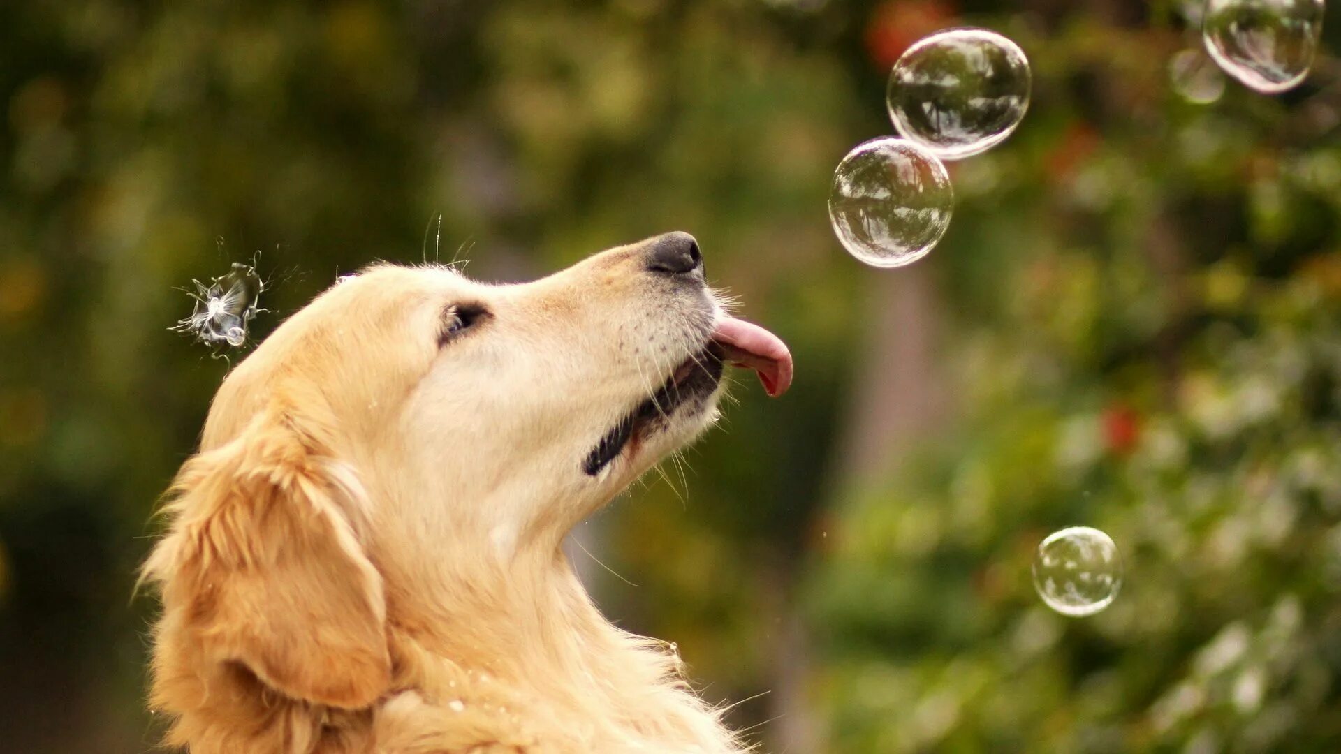 Позитивные картинки с собаками Download wallpaper 1920x1080 dog, bubbles, summer full hd, hdtv, fhd, 1080p hd b