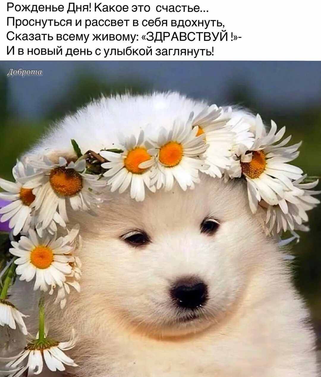 Позитивные картинки с животными с пожеланиями Pin on Лето.Доброе утро Animals, Dogs, Teddy bear