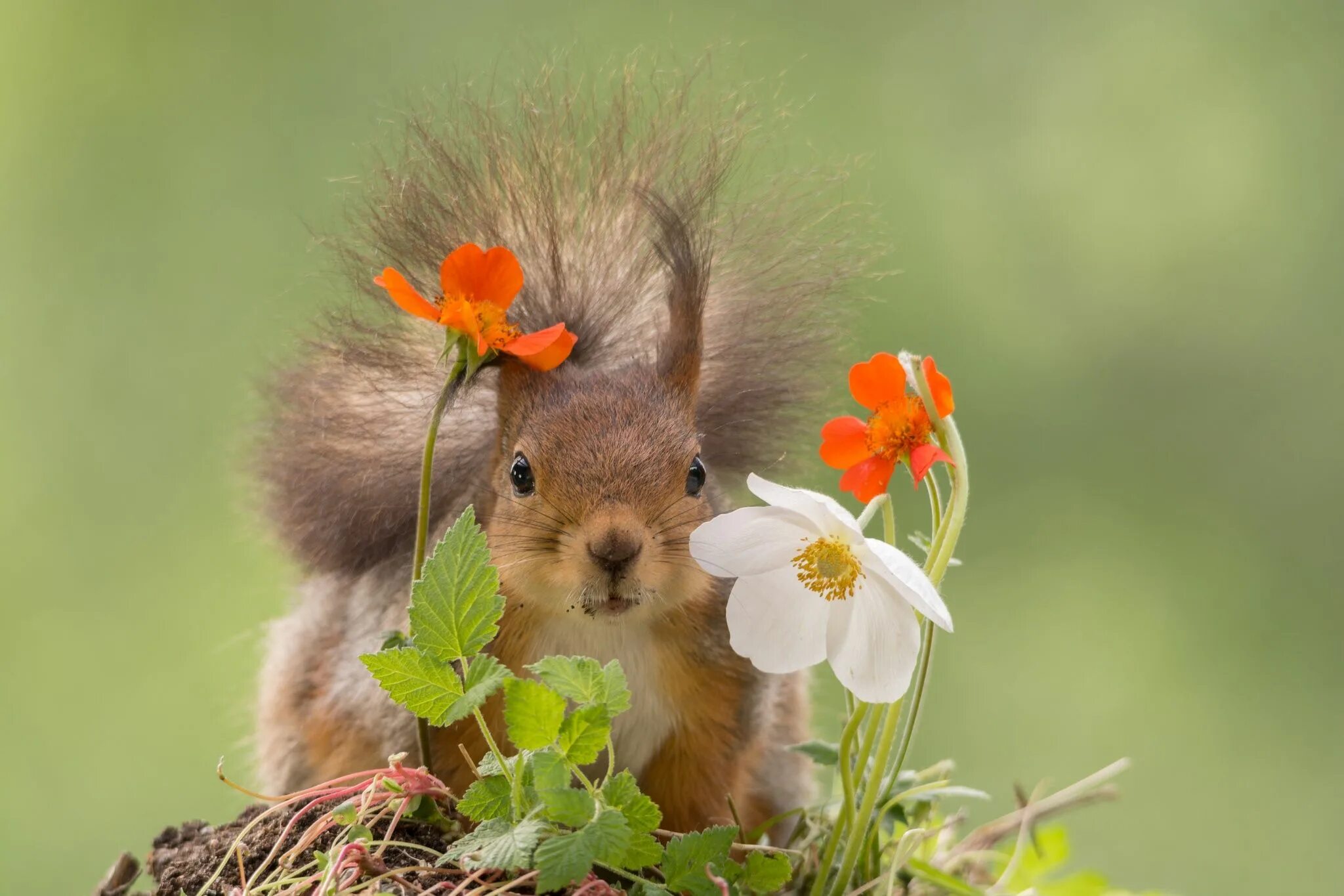 Позитивные картинки с животными с пожеланиями peeking by Geert Weggen on 500px Photo ecureuil, Écureuil mignon, Écureuil roux