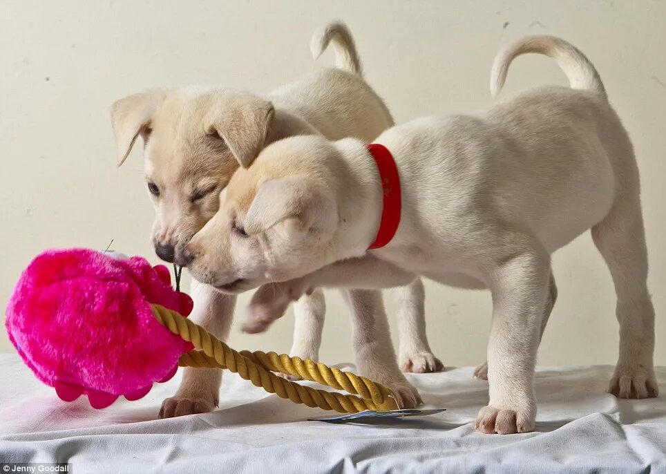 Позитивные картинки с животными скачать Santa's little yelpers... the pups pining for a new home Daily Mail Online