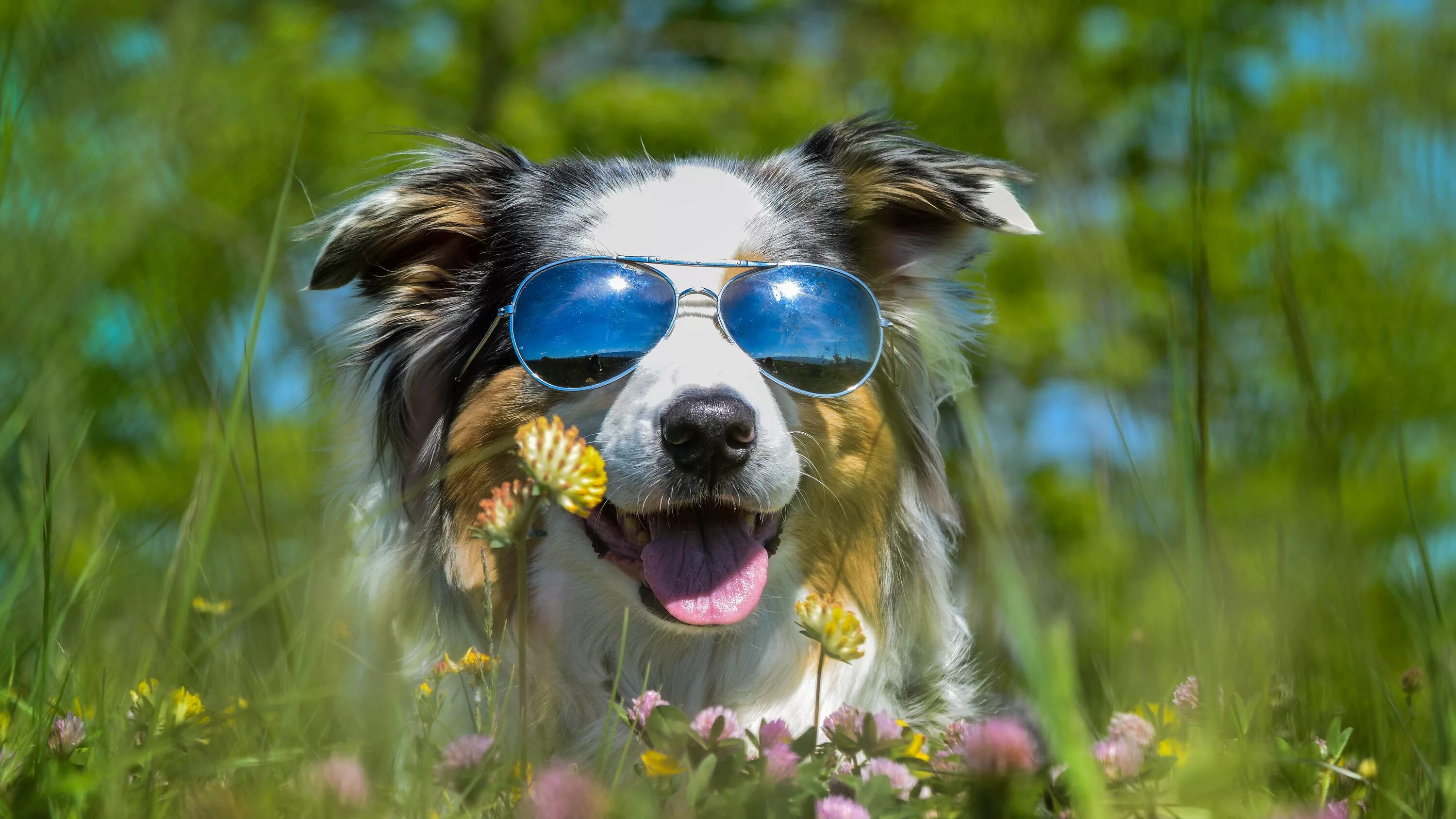 Позитивные картинки с животными скачать Download wallpaper language, summer, stay, glade, dog, glasses, clover, bright, 