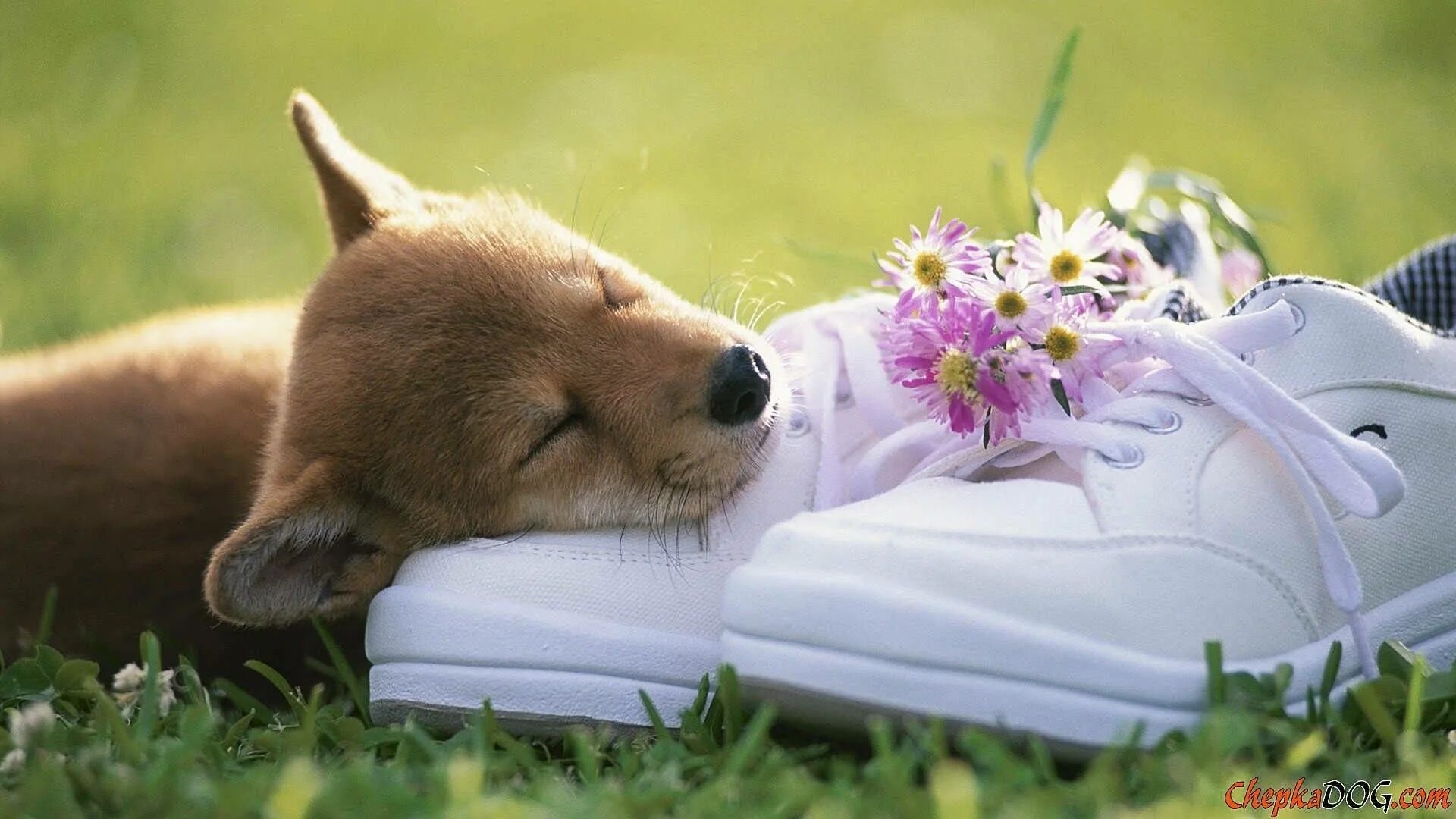 Позитивные картинки с животными скачать Download Cute Spring Dog On Shoes Wallpaper Wallpapers.com