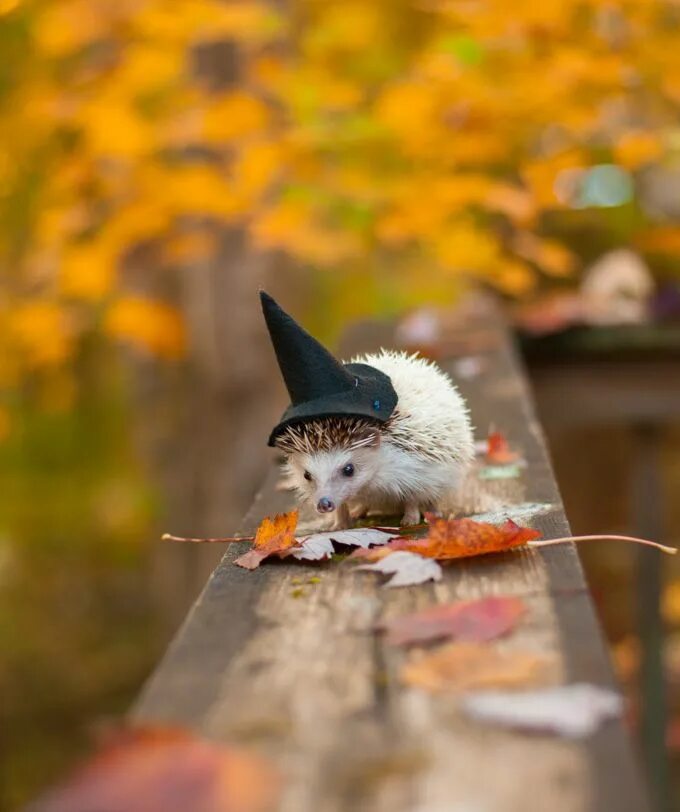 Позитивные картинки сентября Halloween animals, Fall pictures, Fall wallpaper