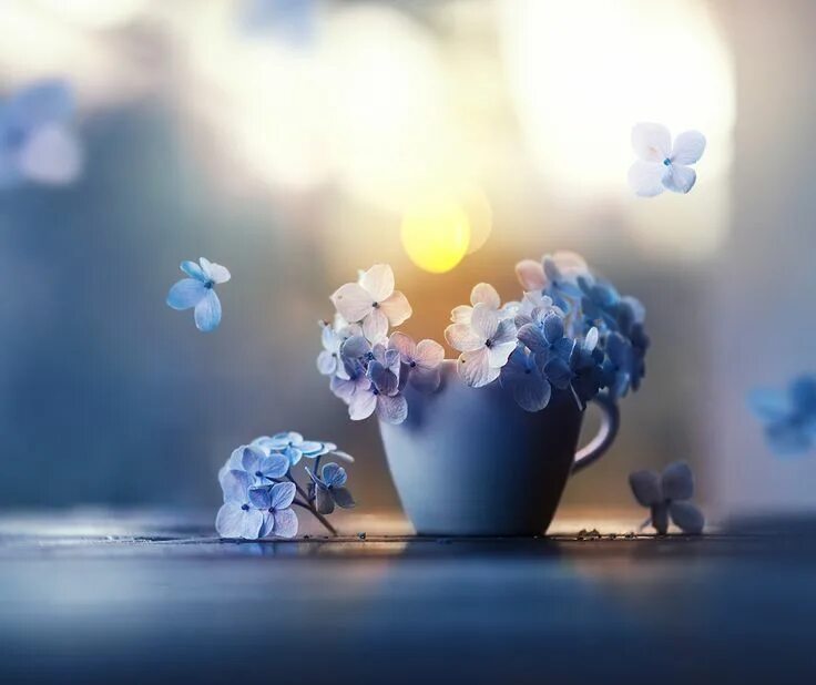 Позитивные спокойные картинки Ode to Spring - Ashraful Arefin on Fstoppers Flowers photography, Flowers today,