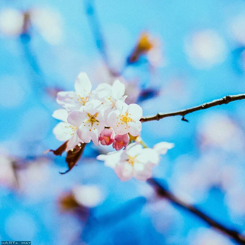 Позитивные весенние картинки красивые Primavera :: Марта Май - Социальная сеть ФотоКто