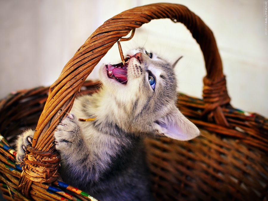 Позитивный котенок картинка nom nom nom Cat photography, Cat colors, Kittens funny