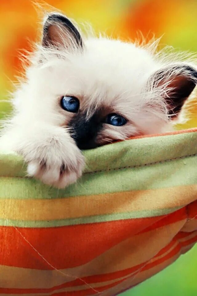 Позитивный котенок картинка Pin su CuTenEss!! Gatti, Cuccioli