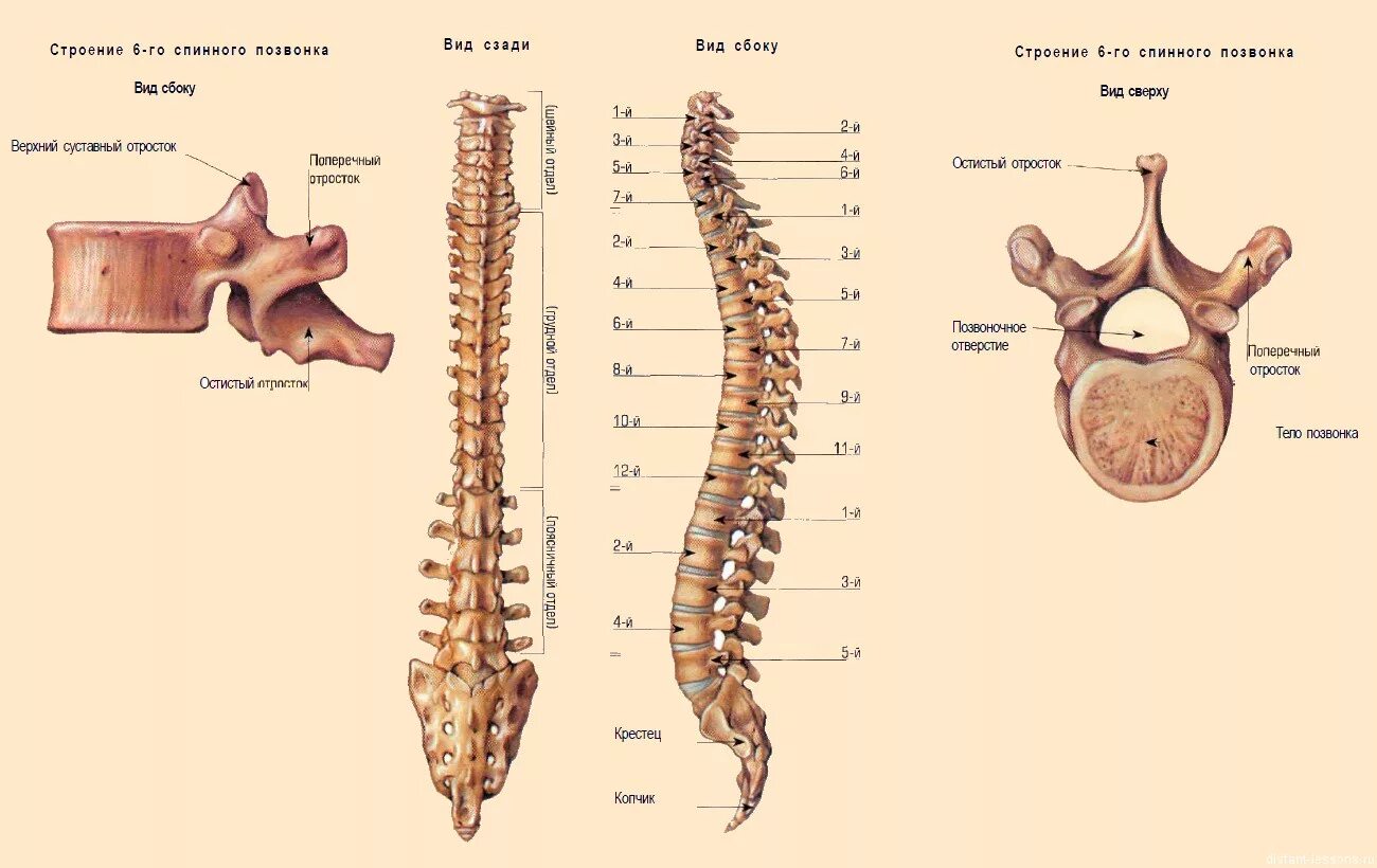 Позвонки человека по номерам фото и названия Сколько в позвоночнике человека грудных позвонков: найдено 88 картинок