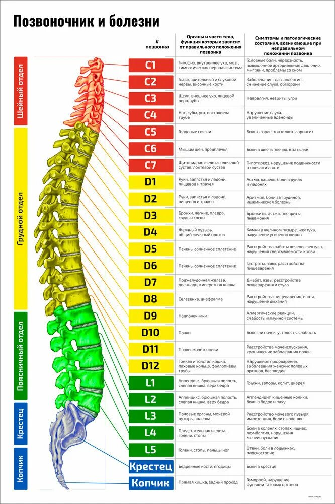 Позвонки человека по номерам фото и названия Плакат Квинг Позвоночник и болезни ламинированный 457 × 610 мм ≈ (А2) - купить в