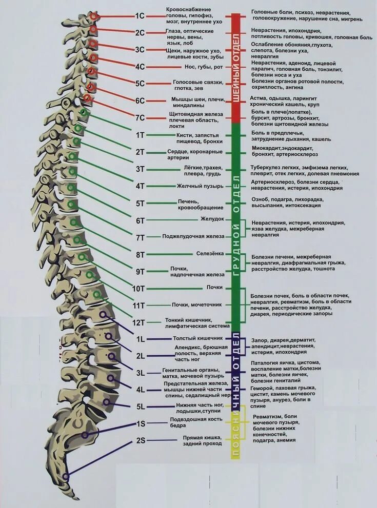 Позвонки человека по номерам фото и названия Здоровье Medical anatomy, Anatomy and physiology, Medical knowledge