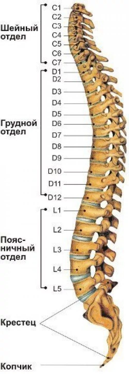 Позвонки грудного отдела позвоночника фото Картинки 12 ПОЗВОНОК ПОЗВОНОЧНИКА