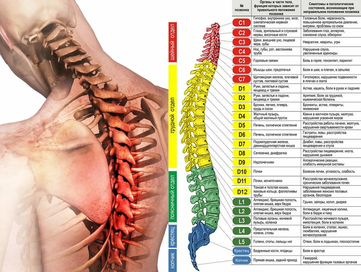 Позвонки грудного отдела позвоночника фото Укрепление грудного отдела позвоночника. Гимнастика для здоровья грудного отдела