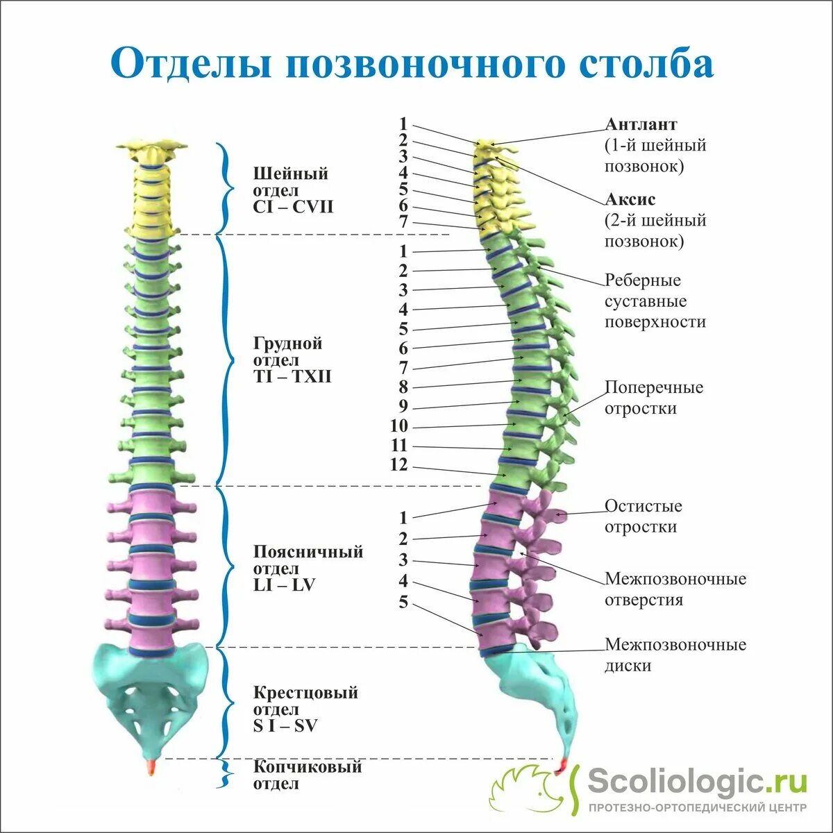 Позвонки грудного отдела позвоночника фото В шейном отделе позвоночника всегда 5 позвонков