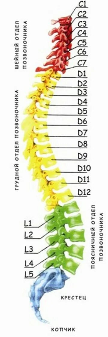 Позвонки по номерам на фото Позвоночник - наше все.