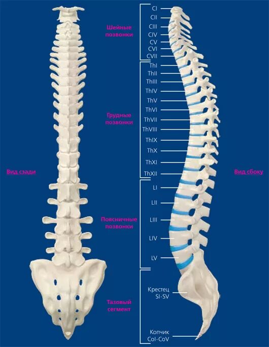 Позвонки по номерам на фото Ортезирование позвоночника - Ортопедия Плюс