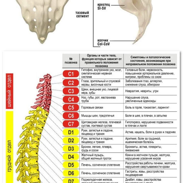 Позвонки по номерам на фото Фото позвоночника с номерами позвонков - Диаграмма Рефлексологии Позвоночника По