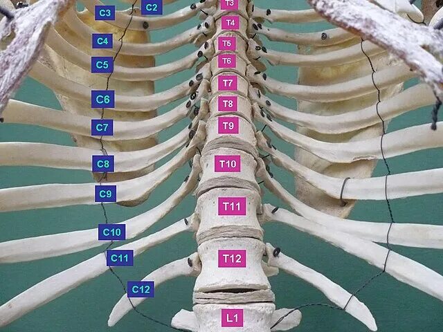 Позвонки по номерам на фото человека File:Vertebral column.jpg - Wikipedia