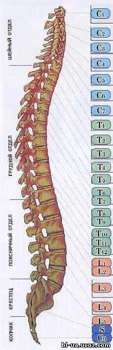 Позвонки по номерам на фото человека Rnto. 1_21 Комплекс "светл", позвоночник Человека и иные "чудеса в природе"