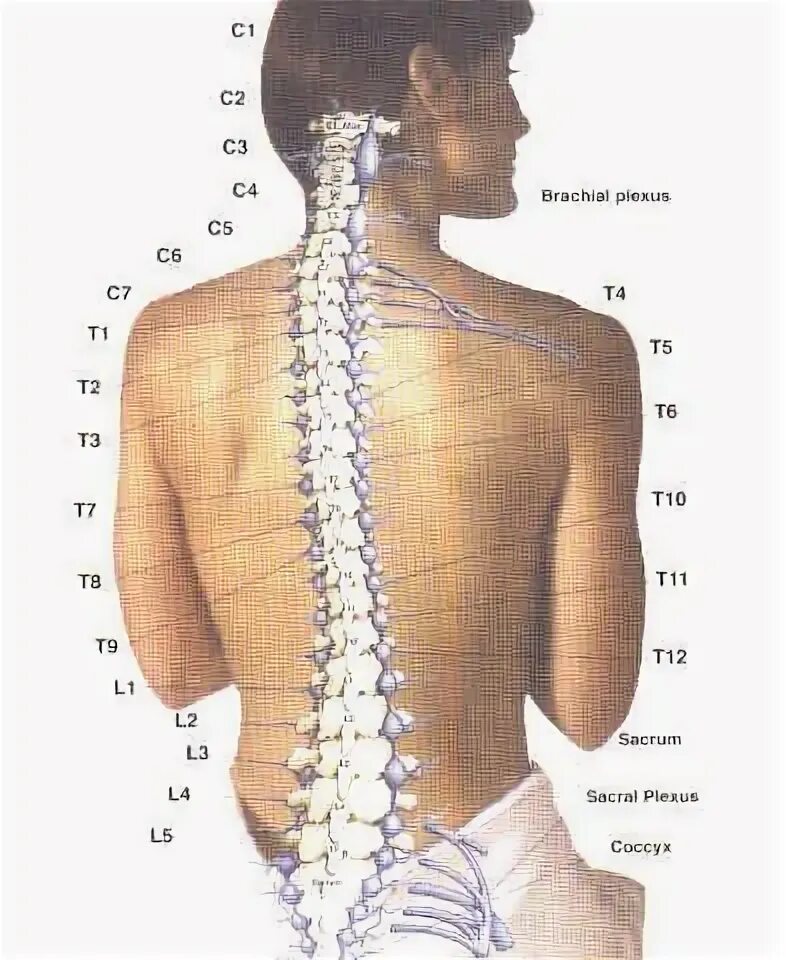 Позвонки по номерам на фото человека Our vertebrae