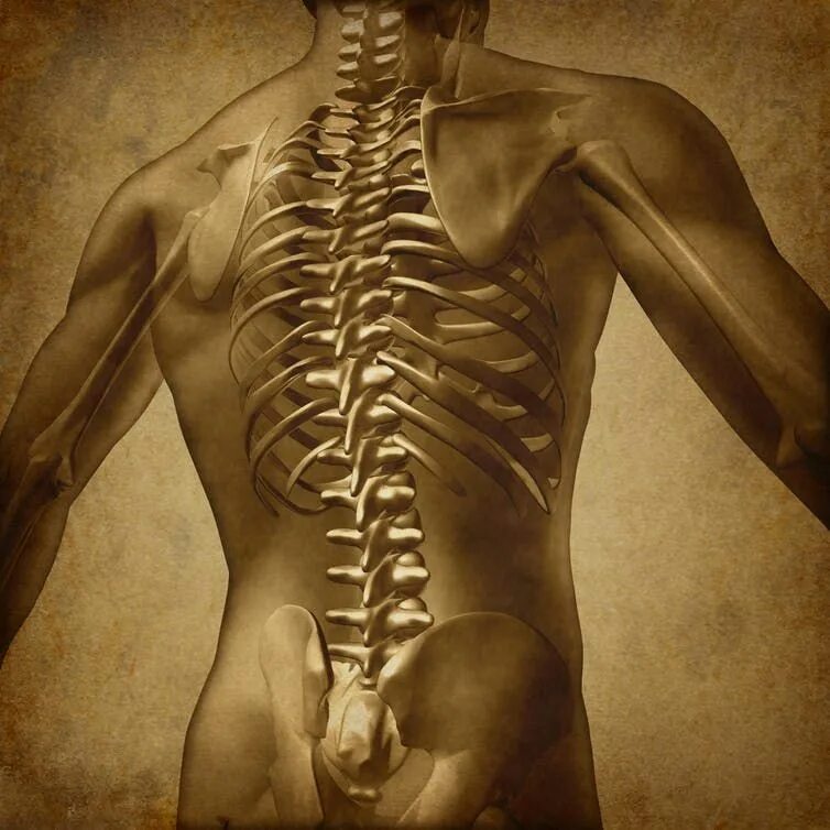 Позвонки по номерам на фото человека Spinal fusion surgery for lower back pain: it's costly and there's little eviden