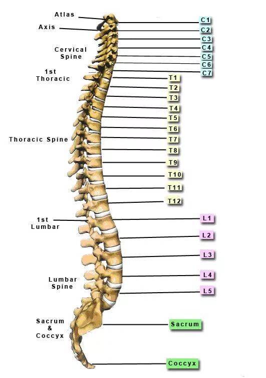 Позвонки по номерам на фото человека JPAcceleration.com: Lower Back Pain Pt. 1 Thoracic, Back pain, Cervical