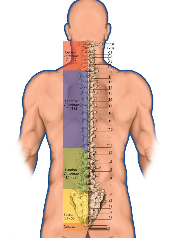 Позвонки по номерам на фото человека Тело l 1