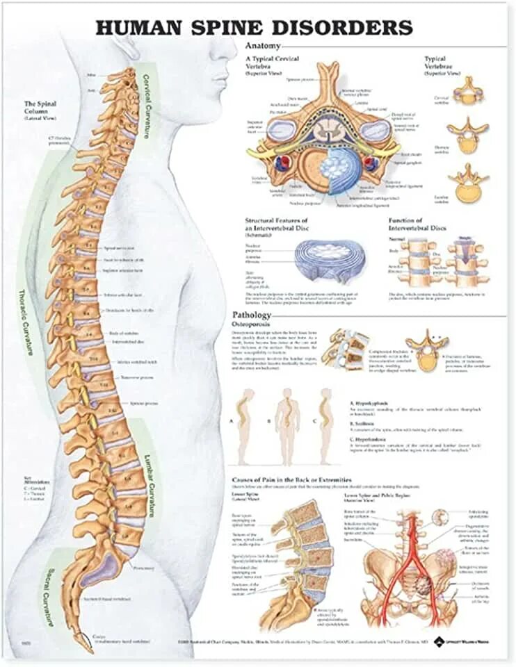 Позвонки по номерам на фото человека Amazon.com: Posture Chart