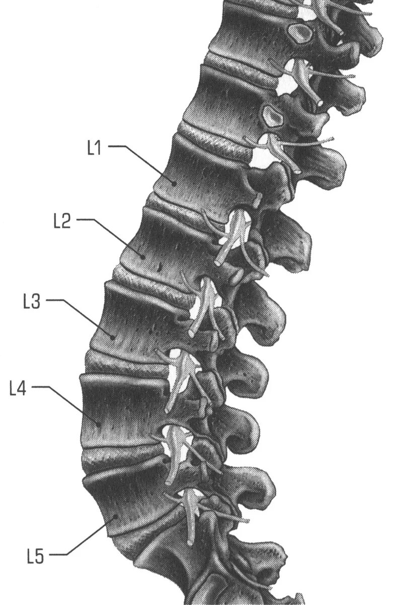 Позвонки поясничного отдела фото 1.6 Поясничный отдел позвоночника