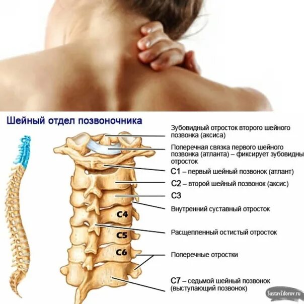 Позвонки шейного отдела фото В шейном отделе позвоночника всегда 5 позвонков