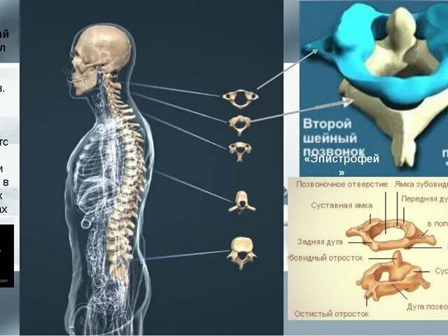 Позвонки шейного отдела фото Боль в спине. Моя история. Не# звестный Дзен