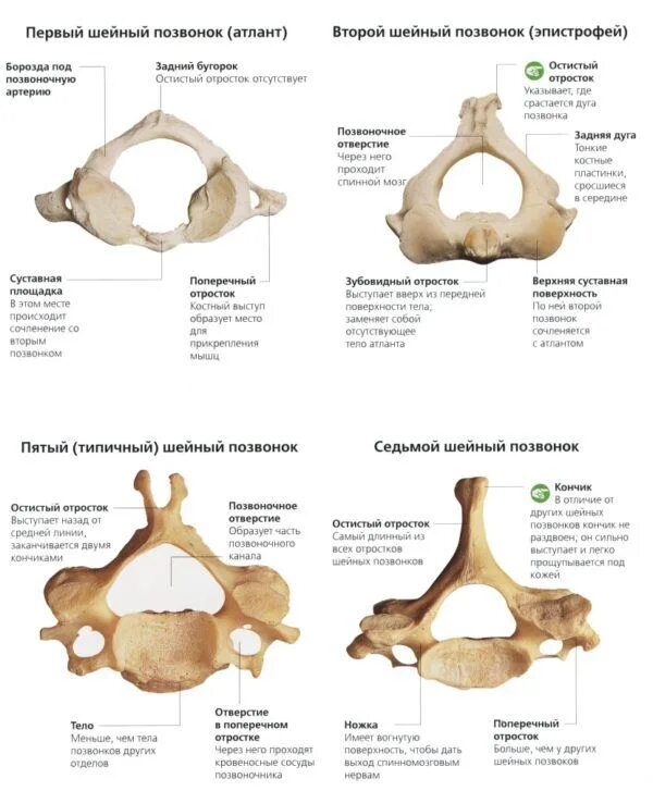 Позвонки шейного отдела фото Морфофункциональные отличительные признаки скелета верхней и нижней конечностей.