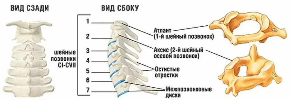 Позвонки шейного отдела фото Протрузии шейного отдела позвоночника симптомы, виды, лечение в Москве