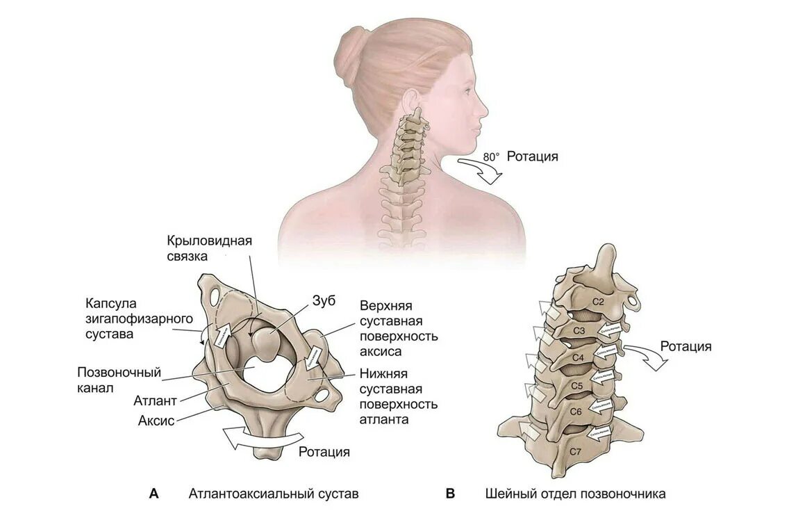Позвонки шейного отдела по номерам на фото Биомеханика шейного отдела позвоночника. Статьи