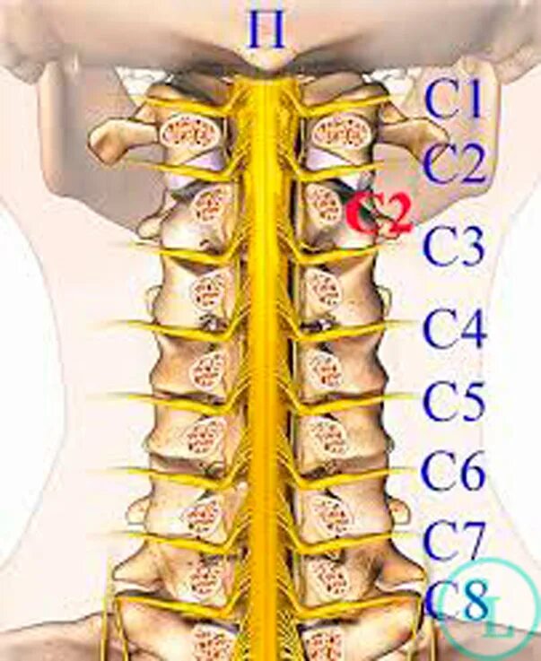 Позвонки шейного отдела по номерам на фото Стеноз позвоночного канала шейного отдела, лечние, операция, виды