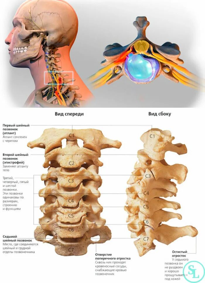 Позвонки шейного отдела позвоночника фото Позвоночник человека - анатомия, позвонки, изгибы и отделы