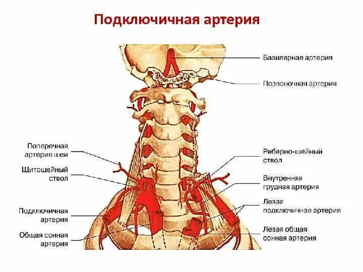 Позвоночная артерия анатомия схема расположения Позвоночные артерии анатомия картинки