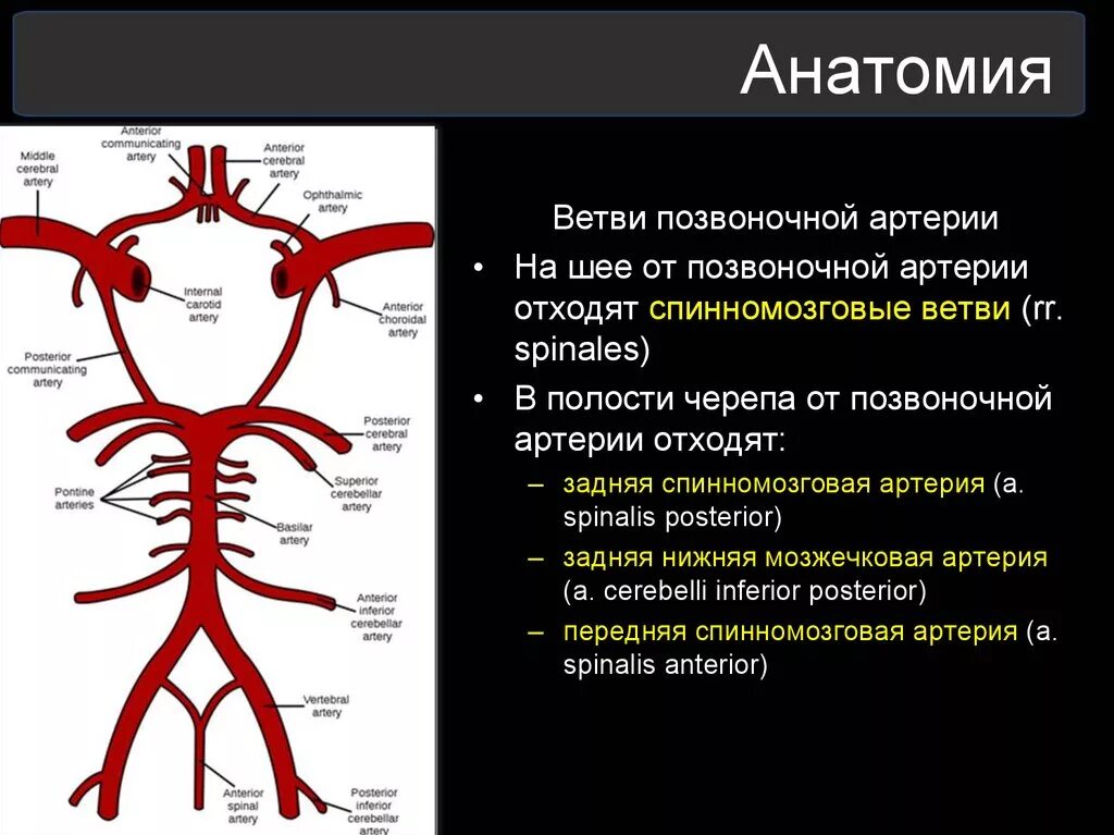 Позвоночная артерия анатомия схема расположения Картинки СЕГМЕНТЫ ПОЗВОНОЧНОЙ АРТЕРИИ СХЕМА