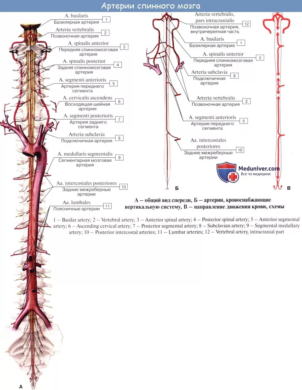 Позвоночная артерия анатомия схема расположения Анатомия: Кровоснабжение спинного мозга. Сосуды спинного мозга
