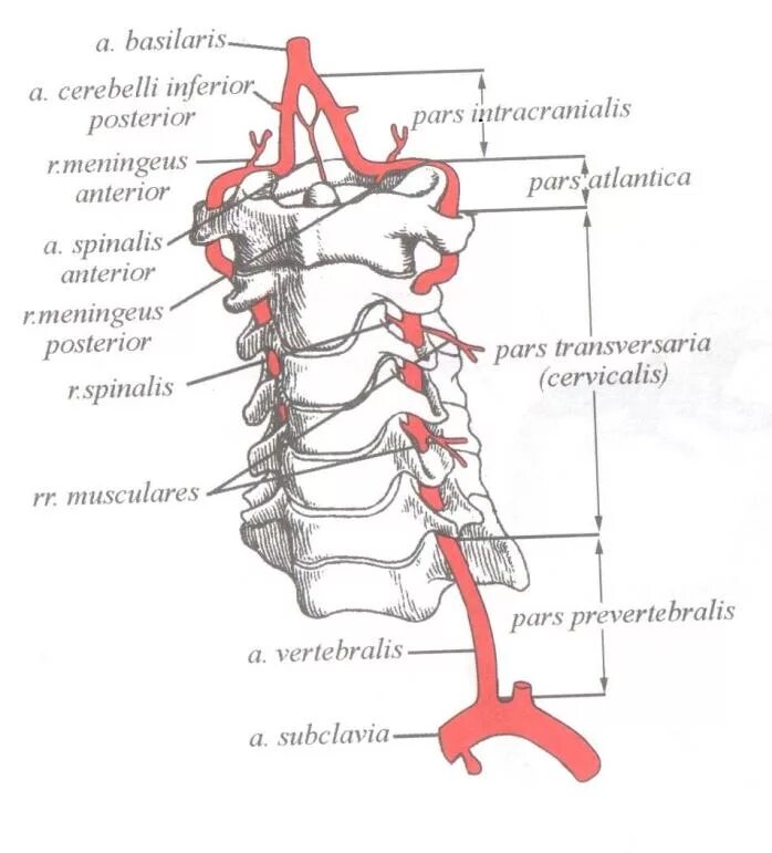 Позвоночная артерия анатомия схема расположения 3_12