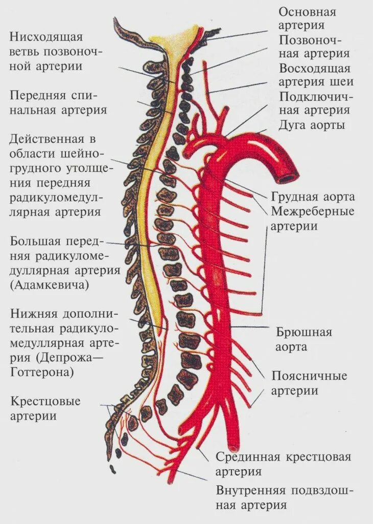 Позвоночная артерия анатомия схема расположения Адамкевича артерия Саратовский неврологический портал