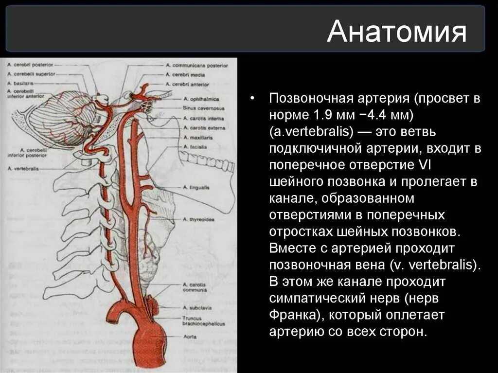 Позвоночная артерия анатомия схема расположения Позвоночная артерия является ветвью: найдено 89 изображений