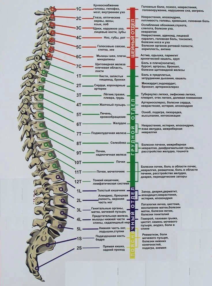 Позвоночник человека по отделам с номерами фото Здоровье Medical anatomy, Anatomy and physiology, Medical knowledge
