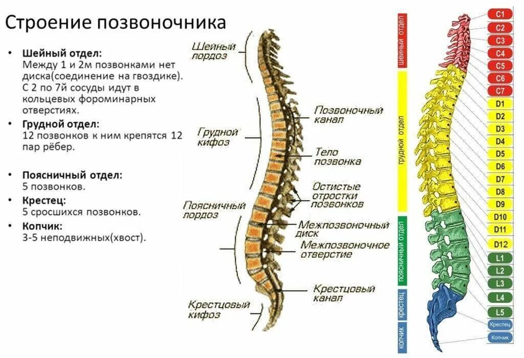 Позвоночник человека по отделам с номерами фото Строение позвоночника in 2023 Mri, Chakra healing, Map
