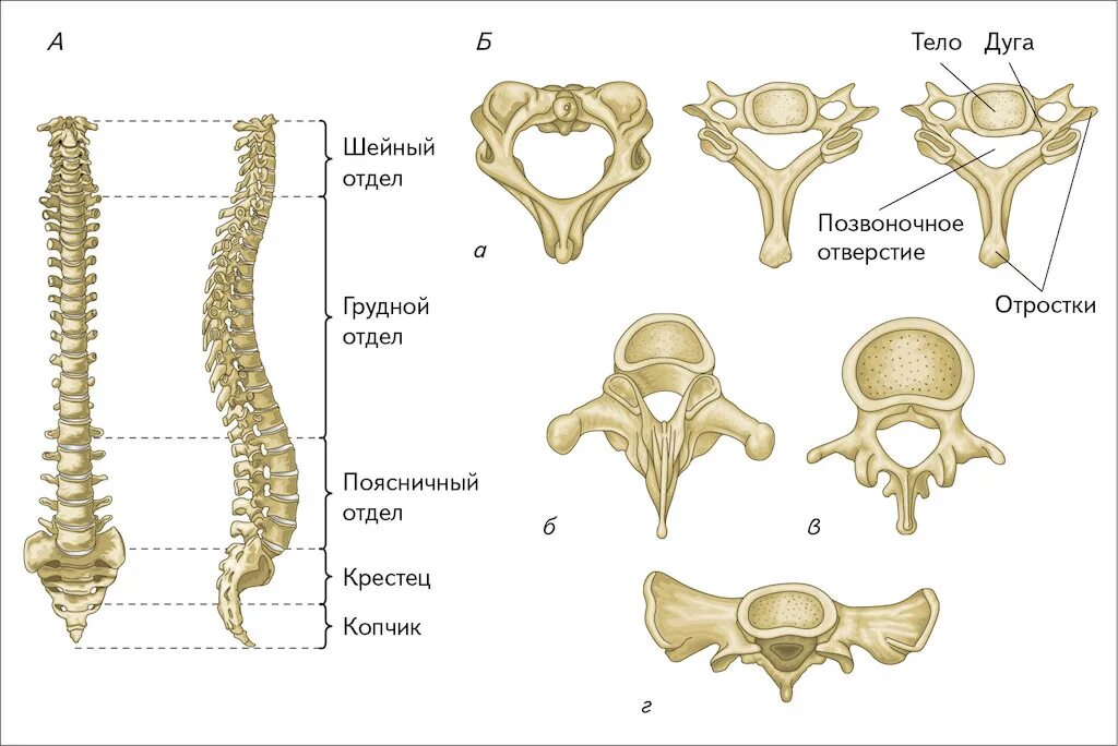 Позвоночник человека строение фото Общее количество позвонков